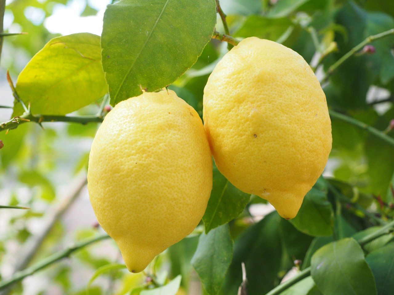LIMONAIA 🍋 | 9 maggio h 15:00 @VIA DELLE LIMONAIE GARGNANO BS
