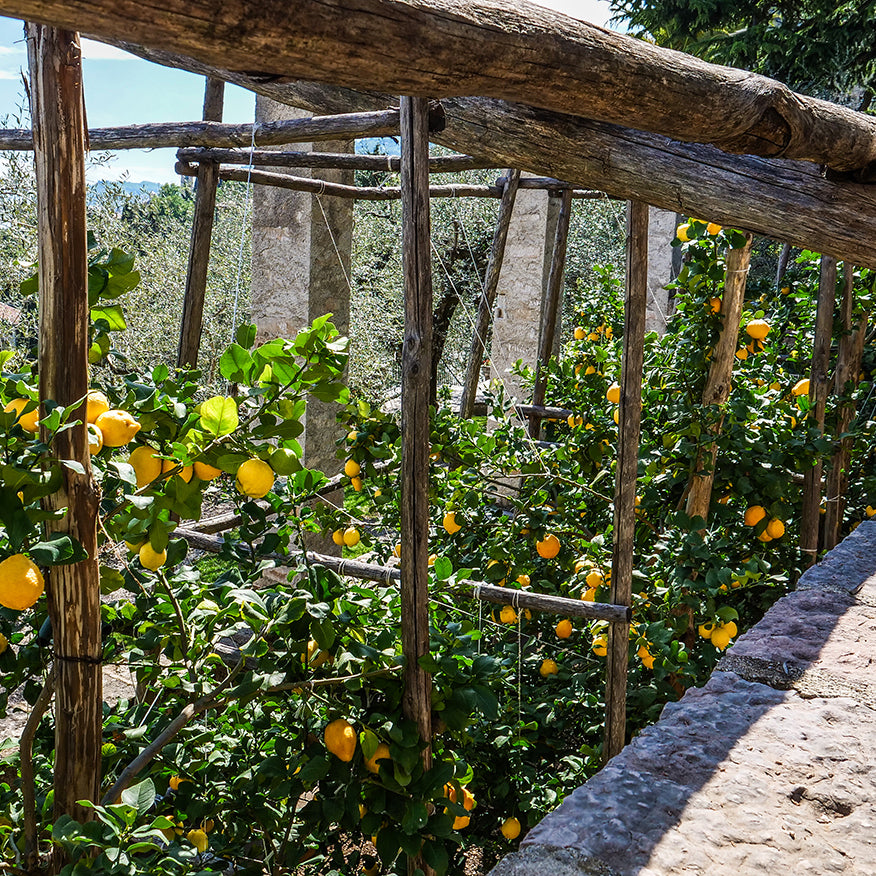 LIMONAIA 🍋 | 9 maggio h 15:00 @VIA DELLE LIMONAIE GARGNANO BS